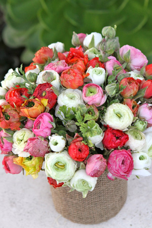 multicolored ranunculus arrangement