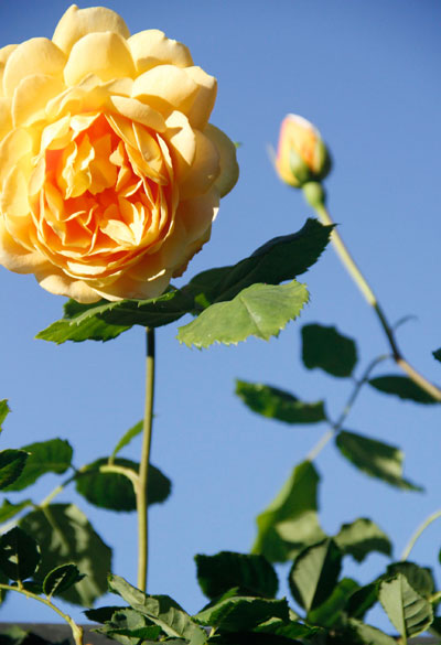 Single Golden Celebration rose in focus