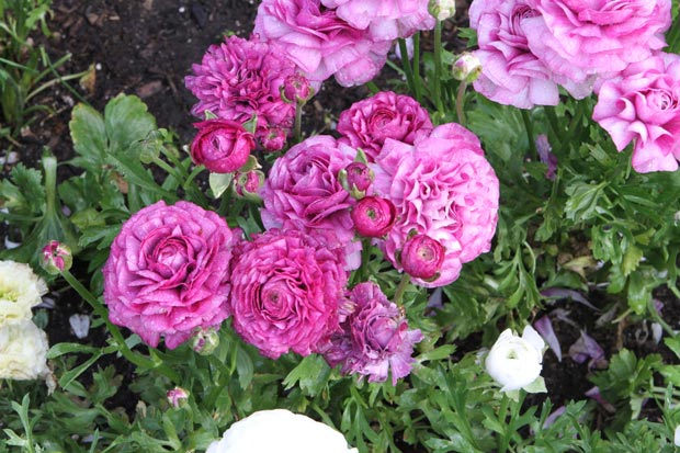 ranunculus-in-garden