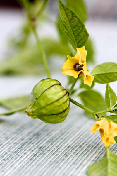 tomatillo-with-2-flowers