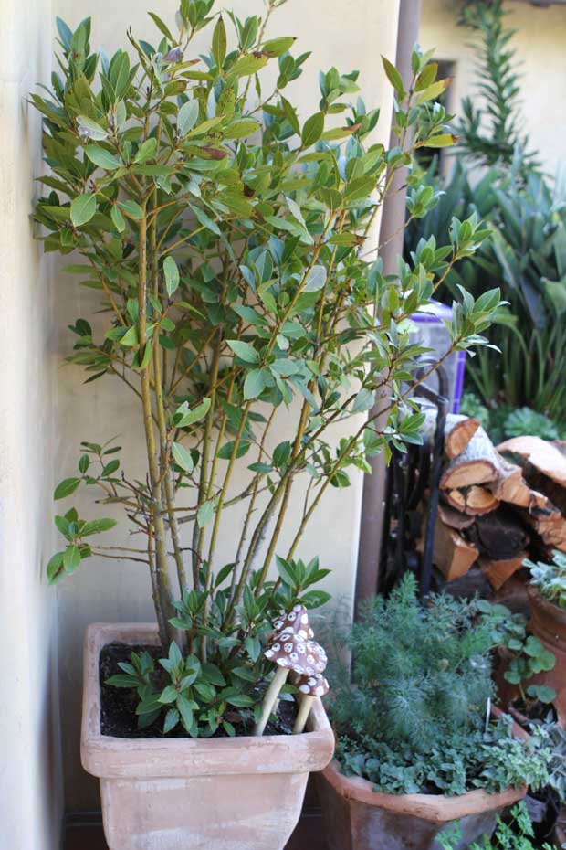 laurel-plant-outside-Val's-kitchen-door