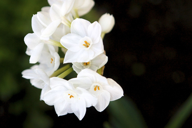 white winter flowers