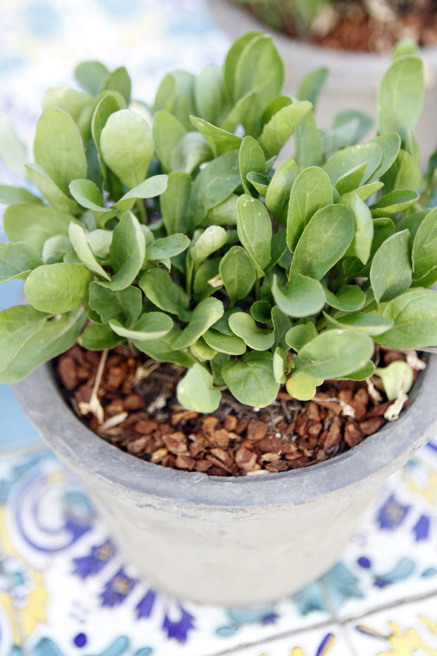 container vegetable garden