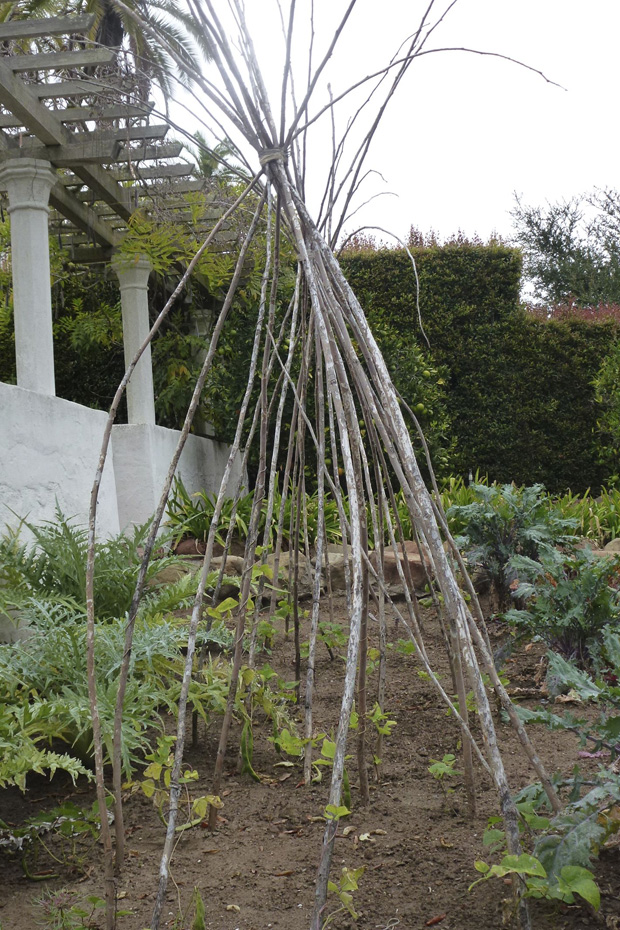 organic vegetable garden trellises