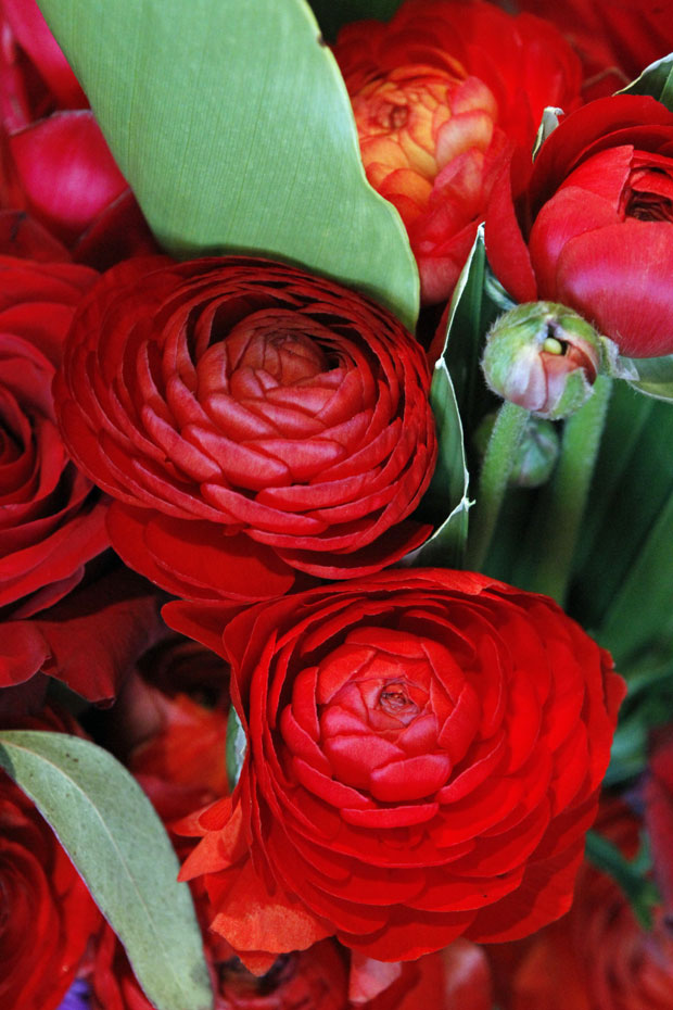 Red Ranunculus