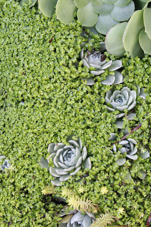 Baby tears + Hens & Chicks