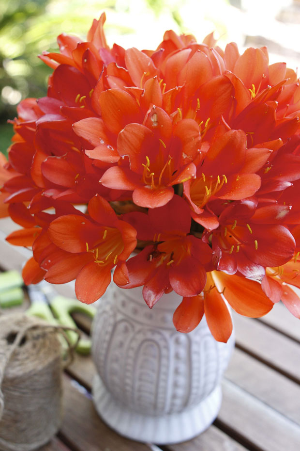 orange clivia bouquet