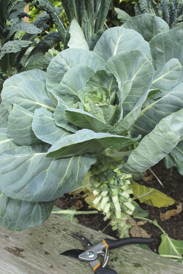 growing winter vegetables