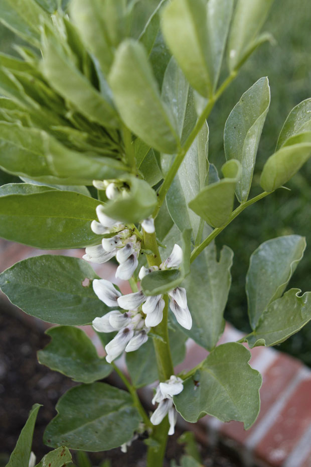 growing fava beans