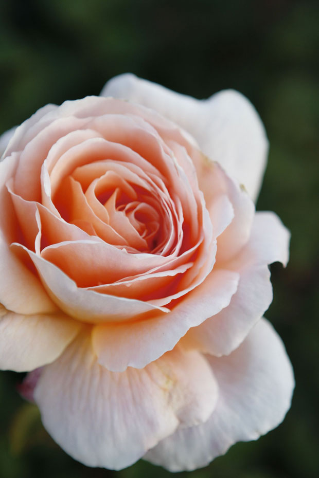 Peach rose