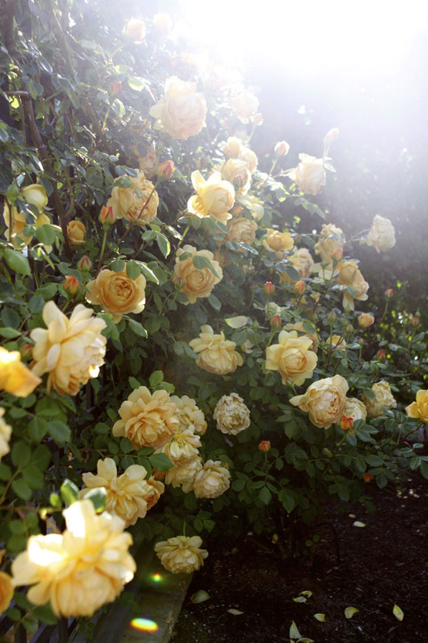 Roses blooming