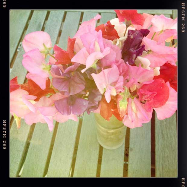 how to arrange sweet peas