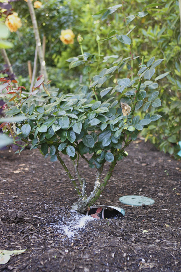 Epsom salt on rose bush