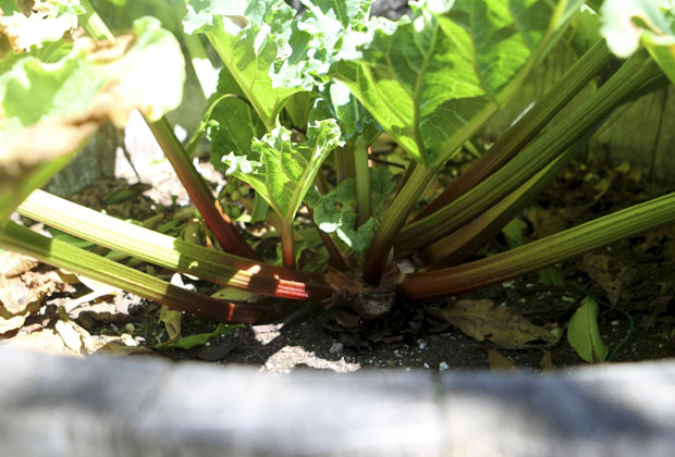 spring vegetable garden