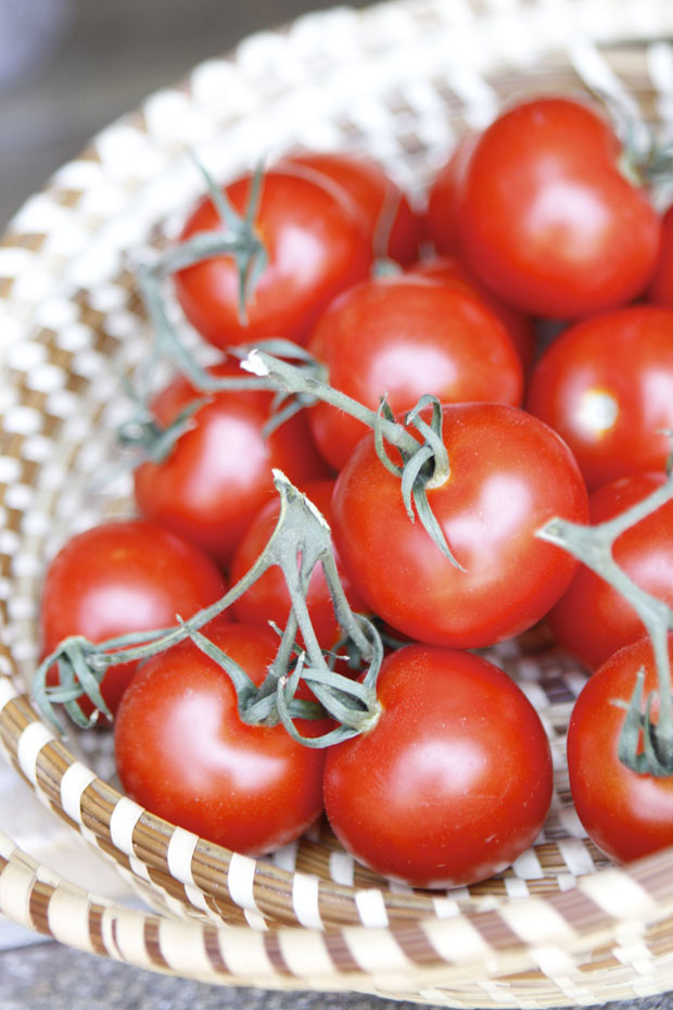 basket of tomatoes