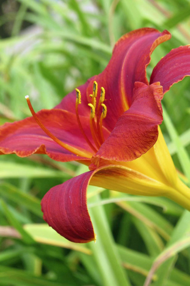 day lily profile