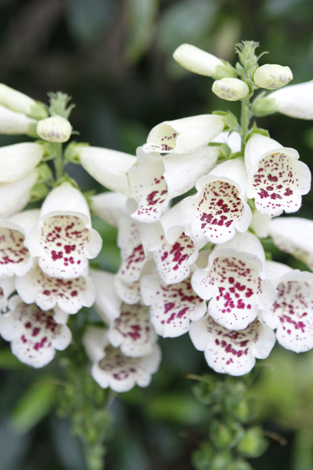 foxglove in the garden