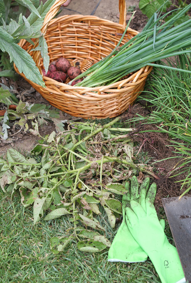 harvesting potatoes