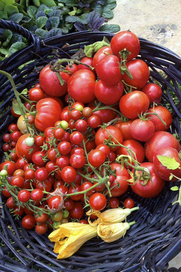 basket of tomatoes