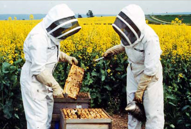 beekeepers