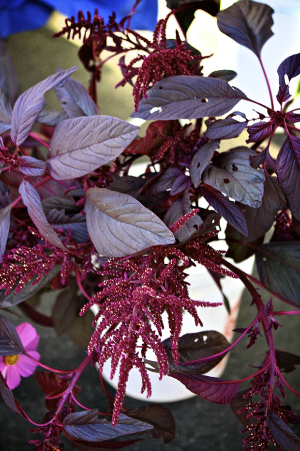 fall flowers