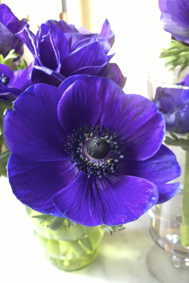 anemones purple