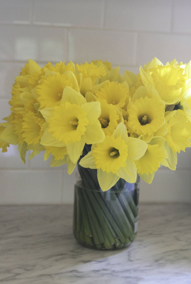 Daffodils