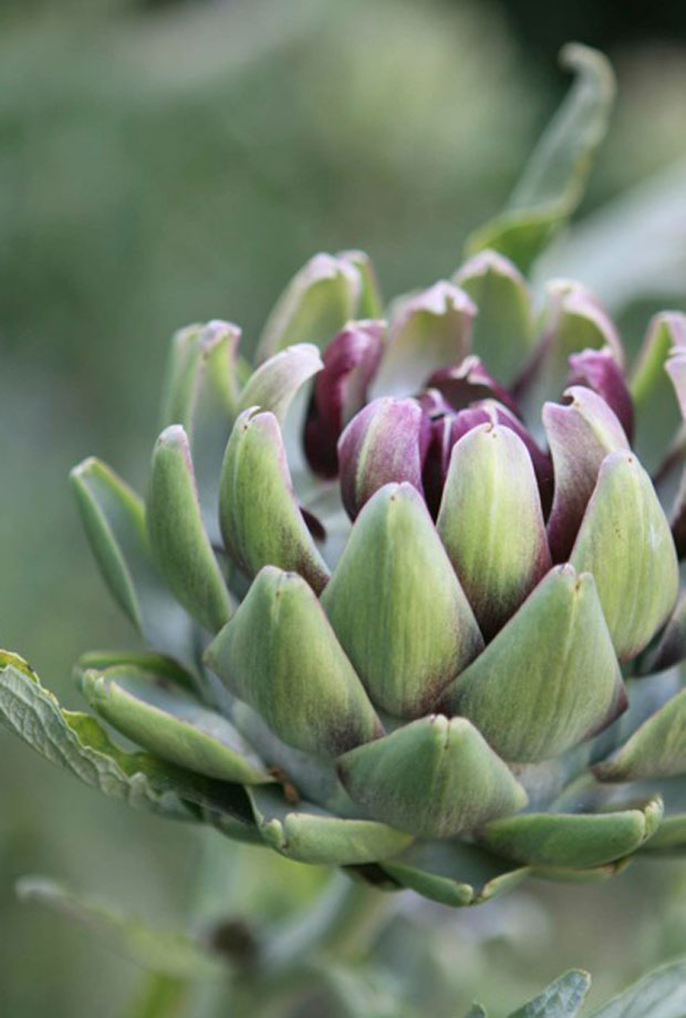 april artichoke