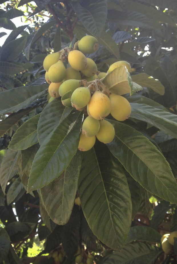 loquat tree santa barbara