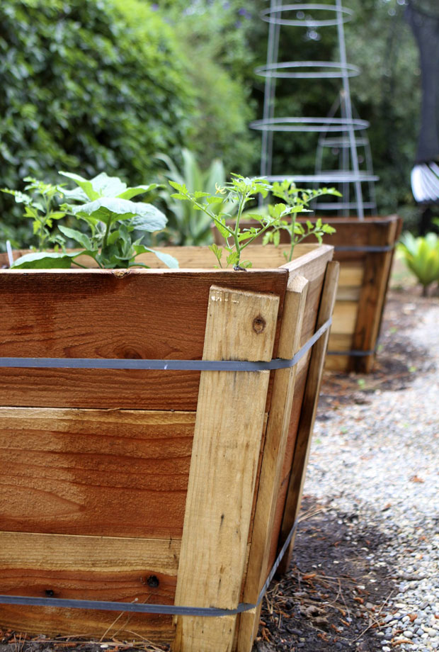 tomatoes in box