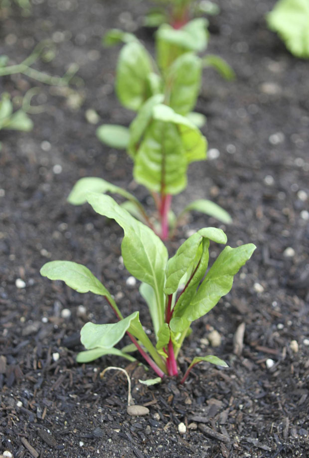 ruby swiss chard