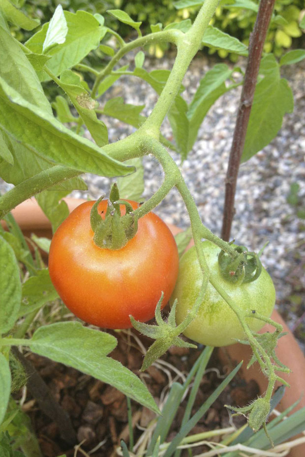 first tomatoes