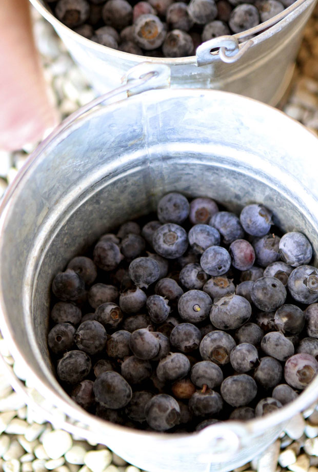 fresh blueberries