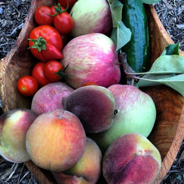 harvest summer