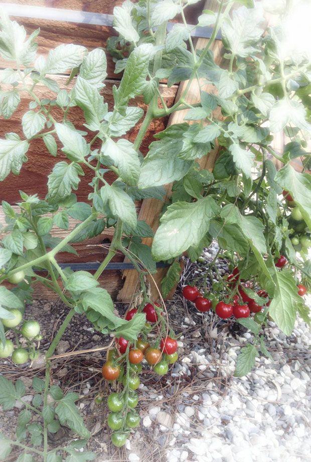 cherry tomatoes