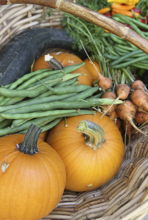 harvest basket