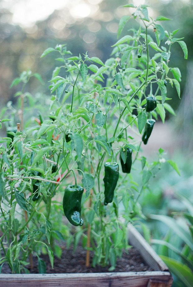 september garden