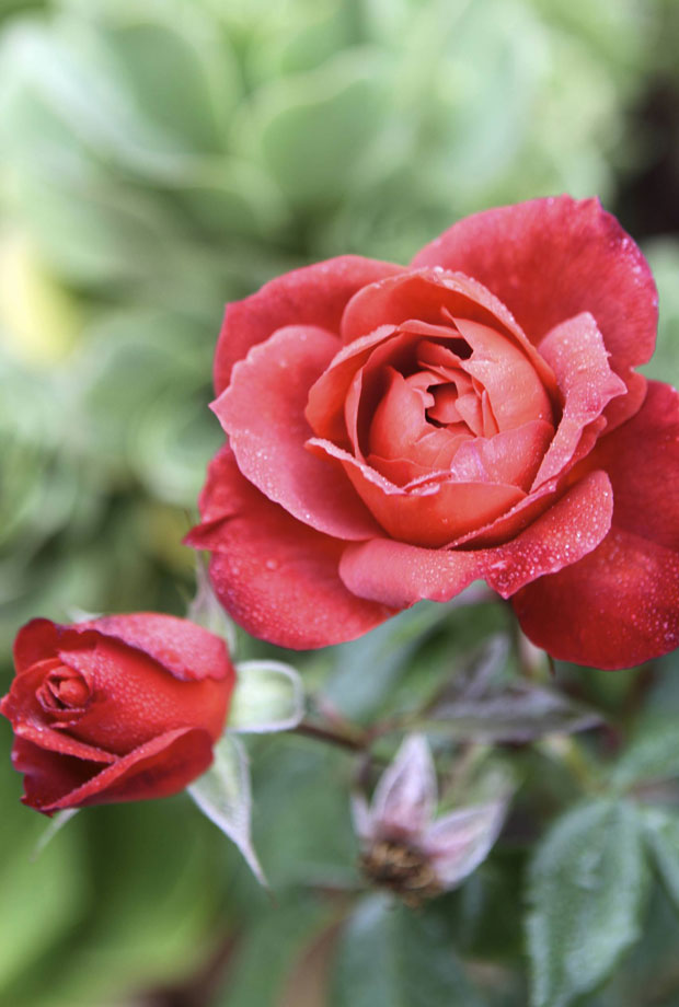 garden roses