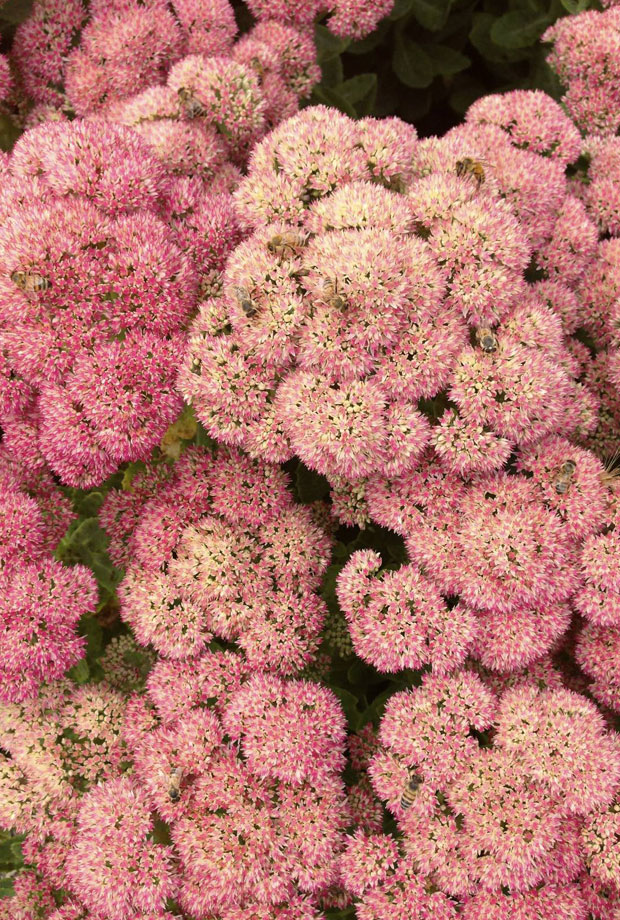 sedum with bees