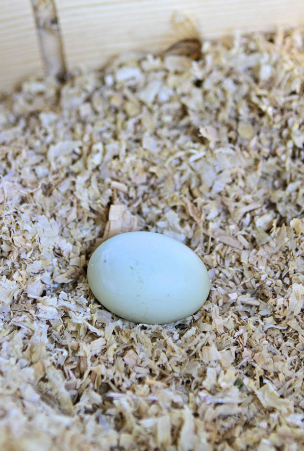 first egg