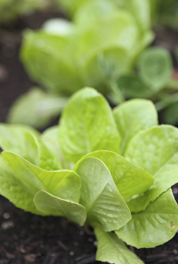 garden lettuce