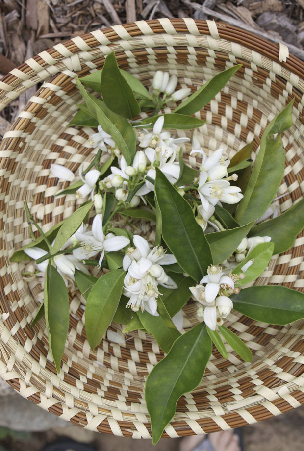 orange blossom tea