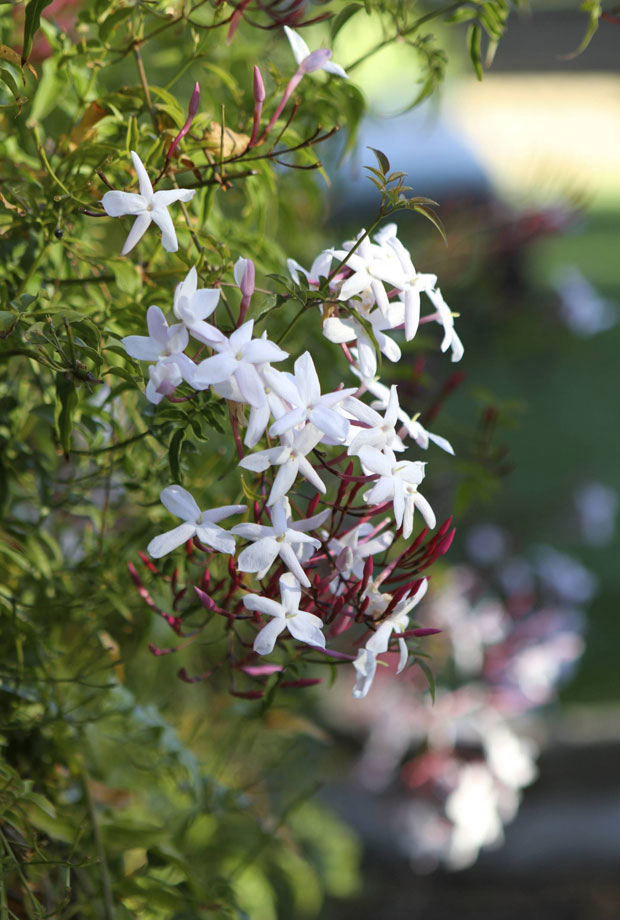 santa barbara jasmine