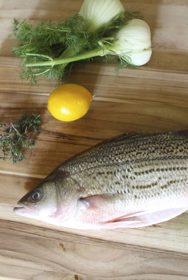 striped bass