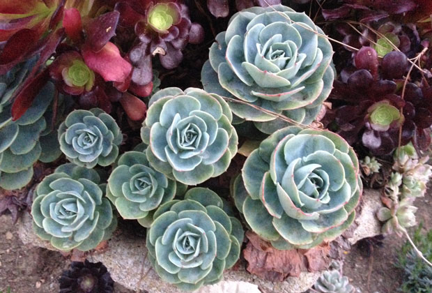 beautiful succulents