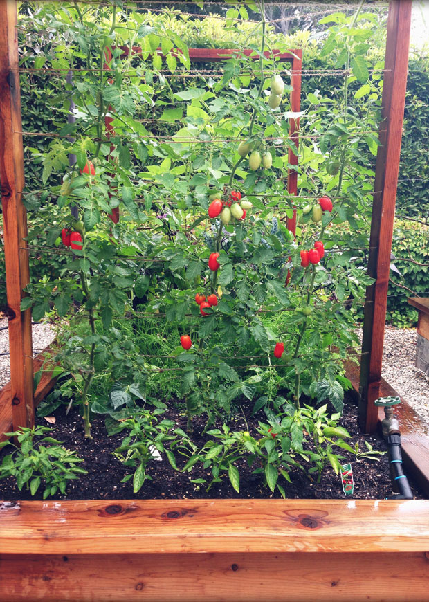 garden tomato