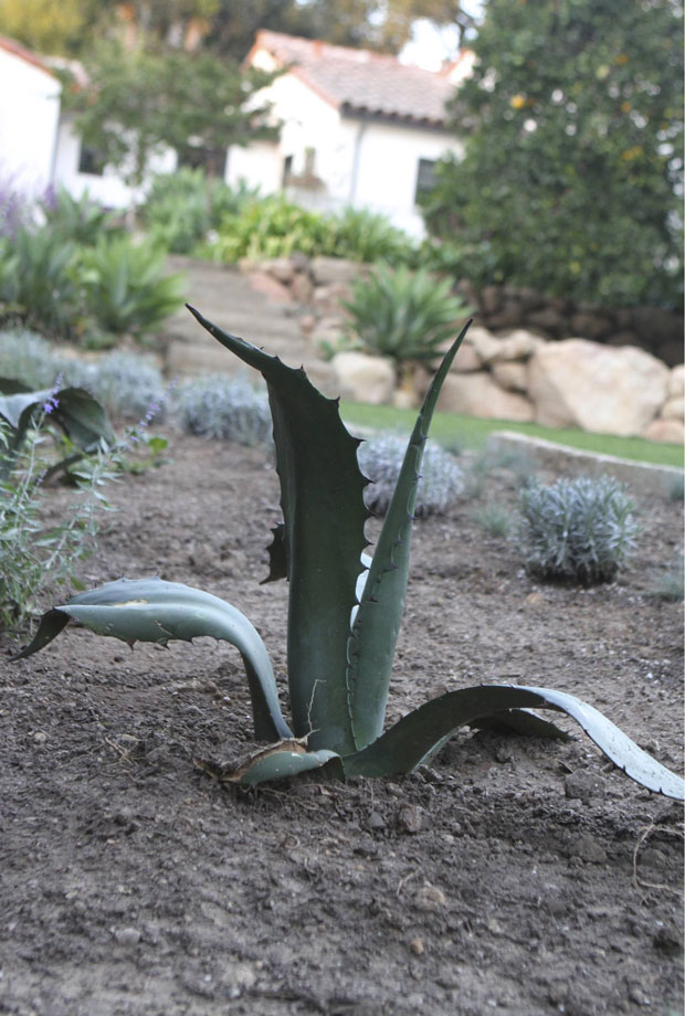 agave garden