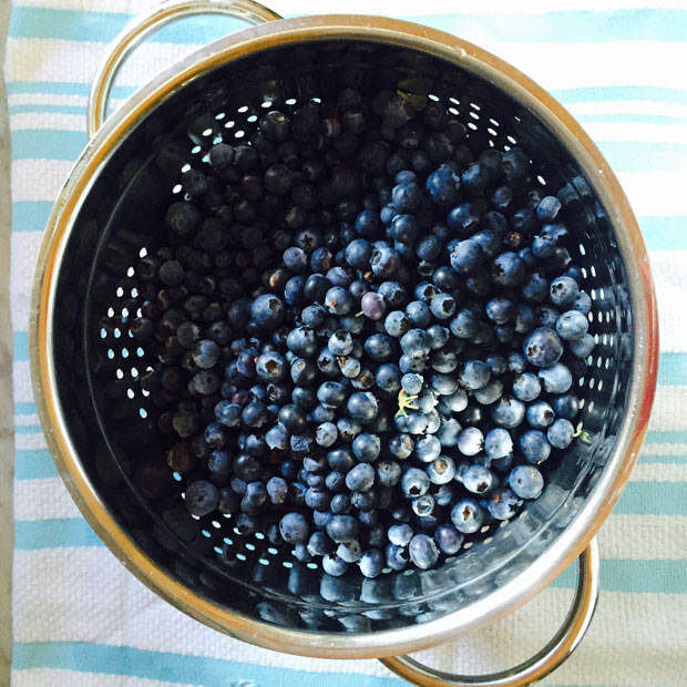 fresh picked blueberries