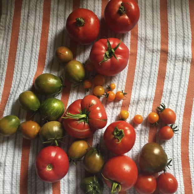 garden tomatoes