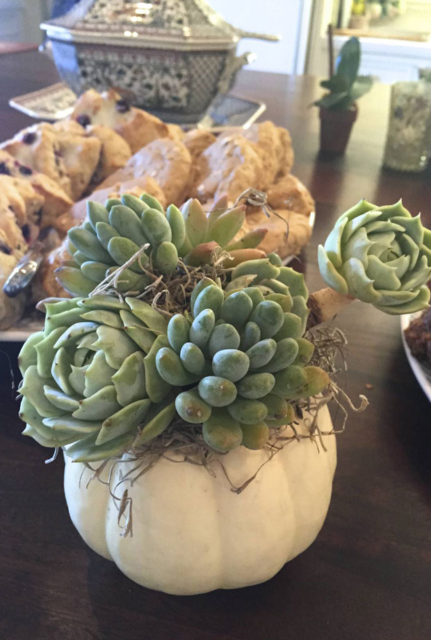 succulent pumpkins